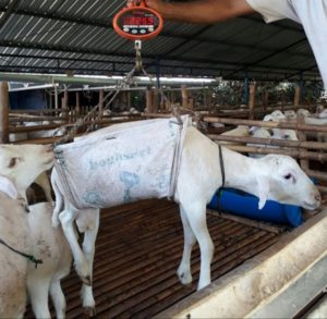 Jual Kambing Domba Untuk Qurban dan Aqeqah di Jakarta