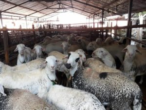 Jual Kambing Domba Untuk Qurban dan Aqeqah di Jakarta